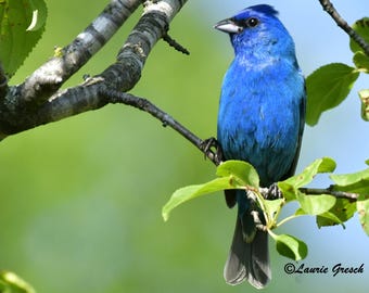 2026 Bird Wall Calendar: Minnesota Photography Gift