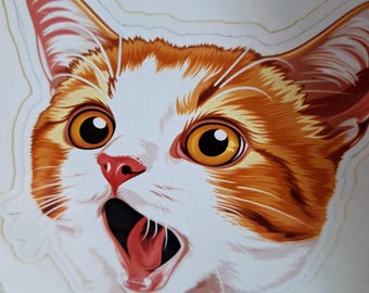 Gato naranja. Un conjunto único y cuidadosamente seleccionado.