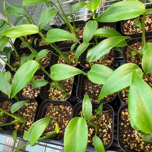 Monstera Burle Marx Flame – Rare Aroid in 4&2.5 Inch Pot-us Seller - Etsy