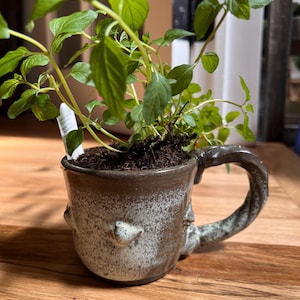 May include: A green potted plant growing in a brown and white ceramic mug with a handle. The mug has a textured surface and a unique design.