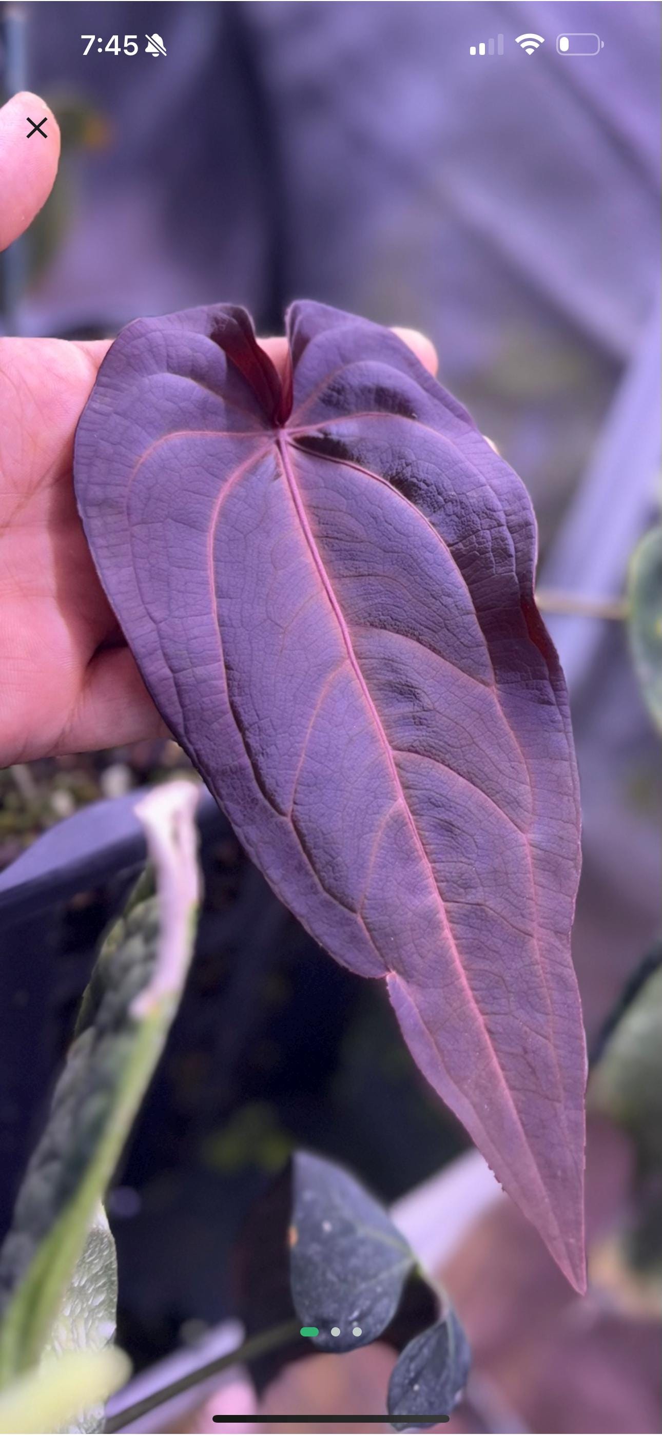 Anthurium crystallinum red - Etsy 日本 Anthurium crystallinum red - Etsy 日本