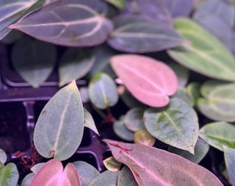 HS　Portillae Dorito (xself )by Scott① Anthurium Portillae “Dorito” from seed – Scott Cohen Plants