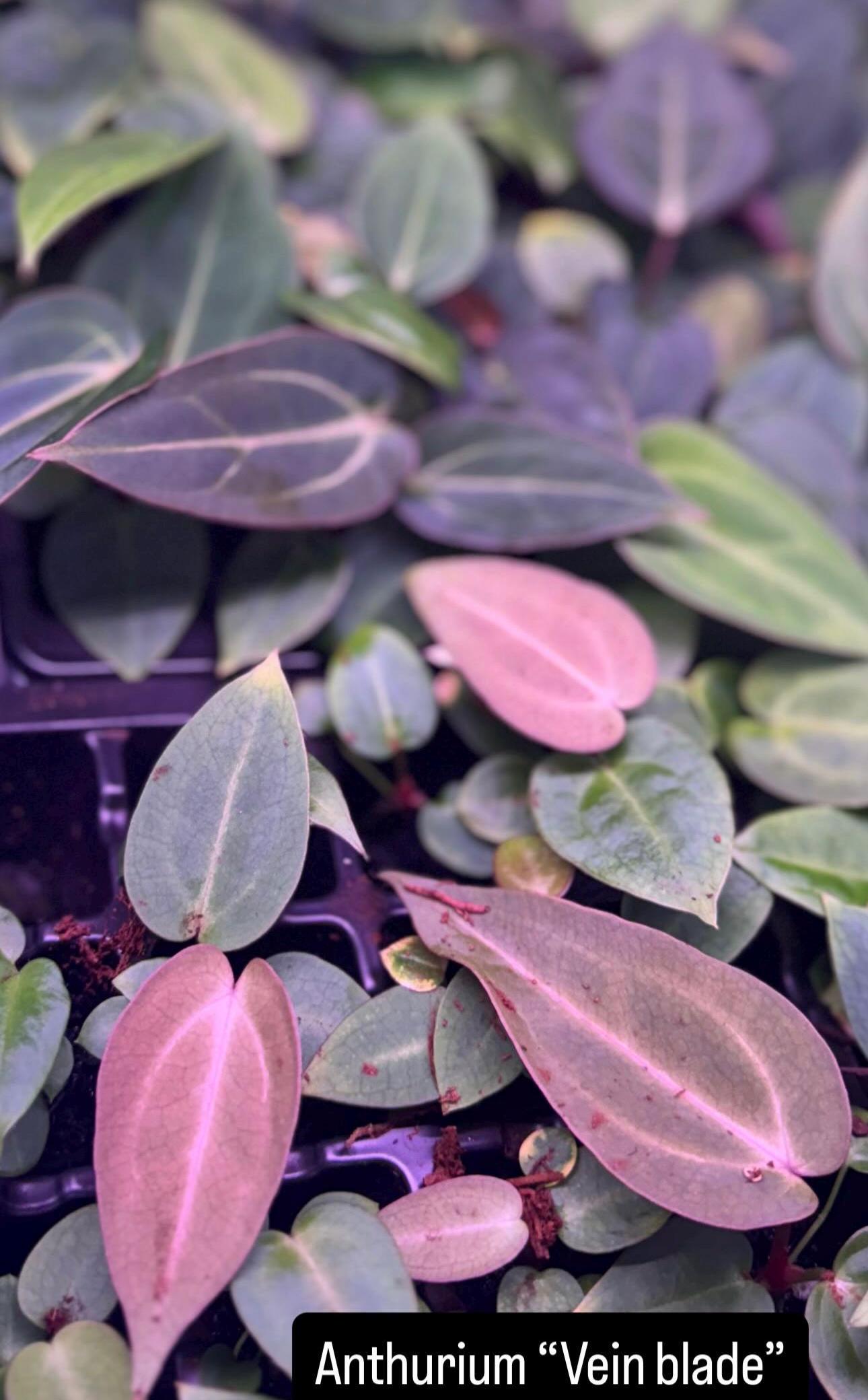 Anthurium dressleri - Etsy 日本