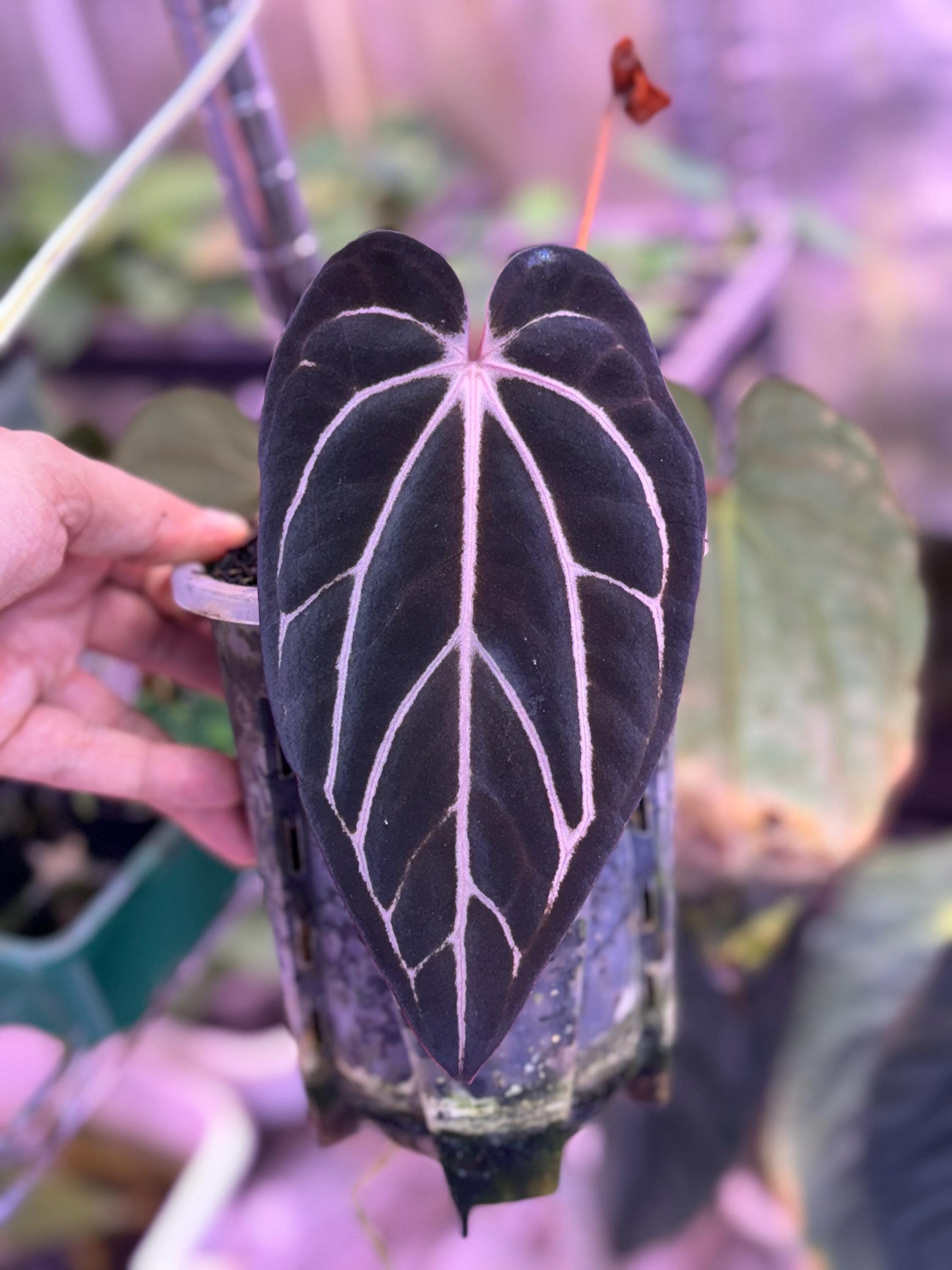 HS　Portillae Dorito (xself )by Scott① HS Portillae Dorito (xself )by Scott① Anthurium Portillae