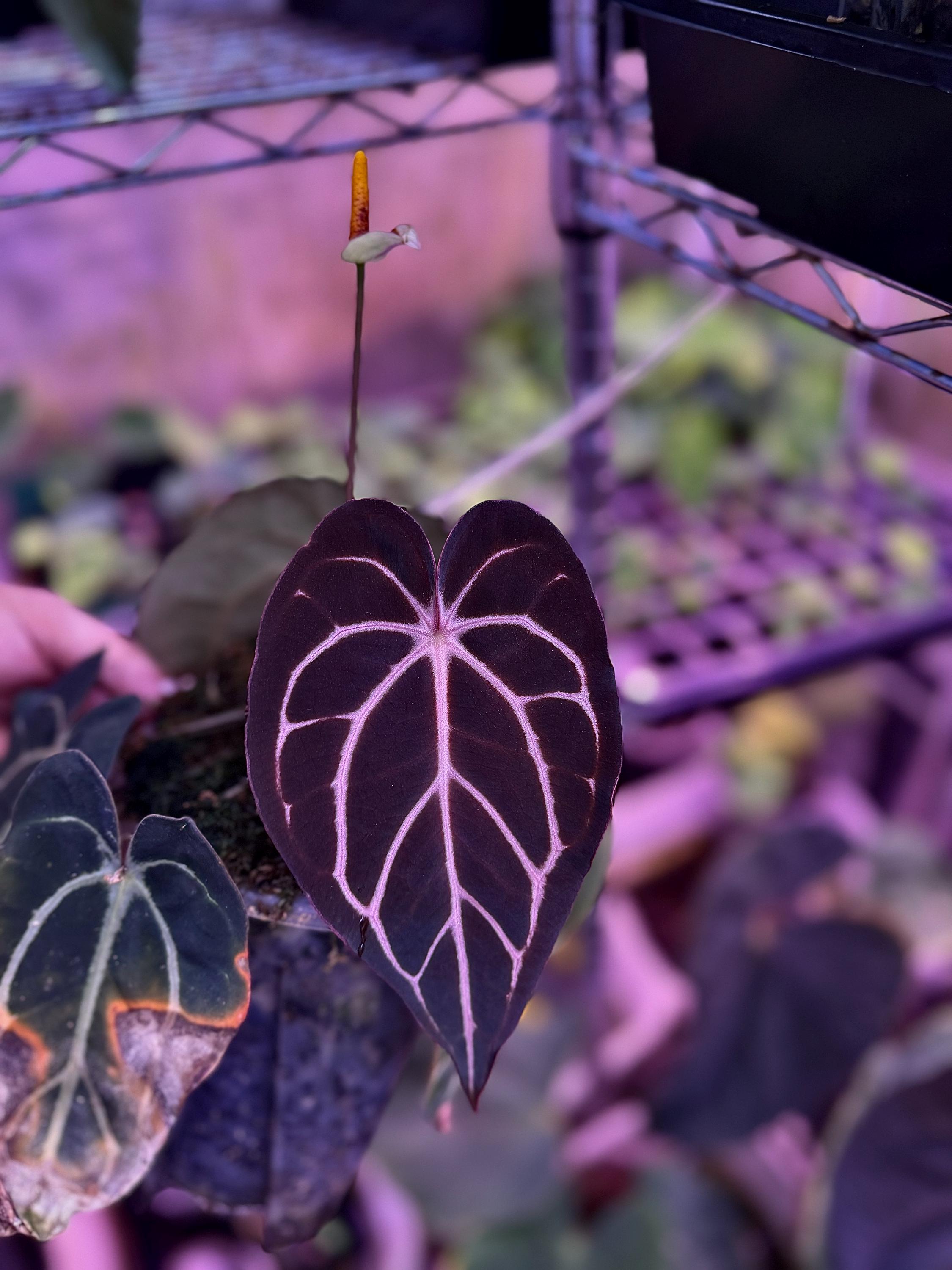 Dorito Portillae X Carlablackiae (round X GPH001) Growers