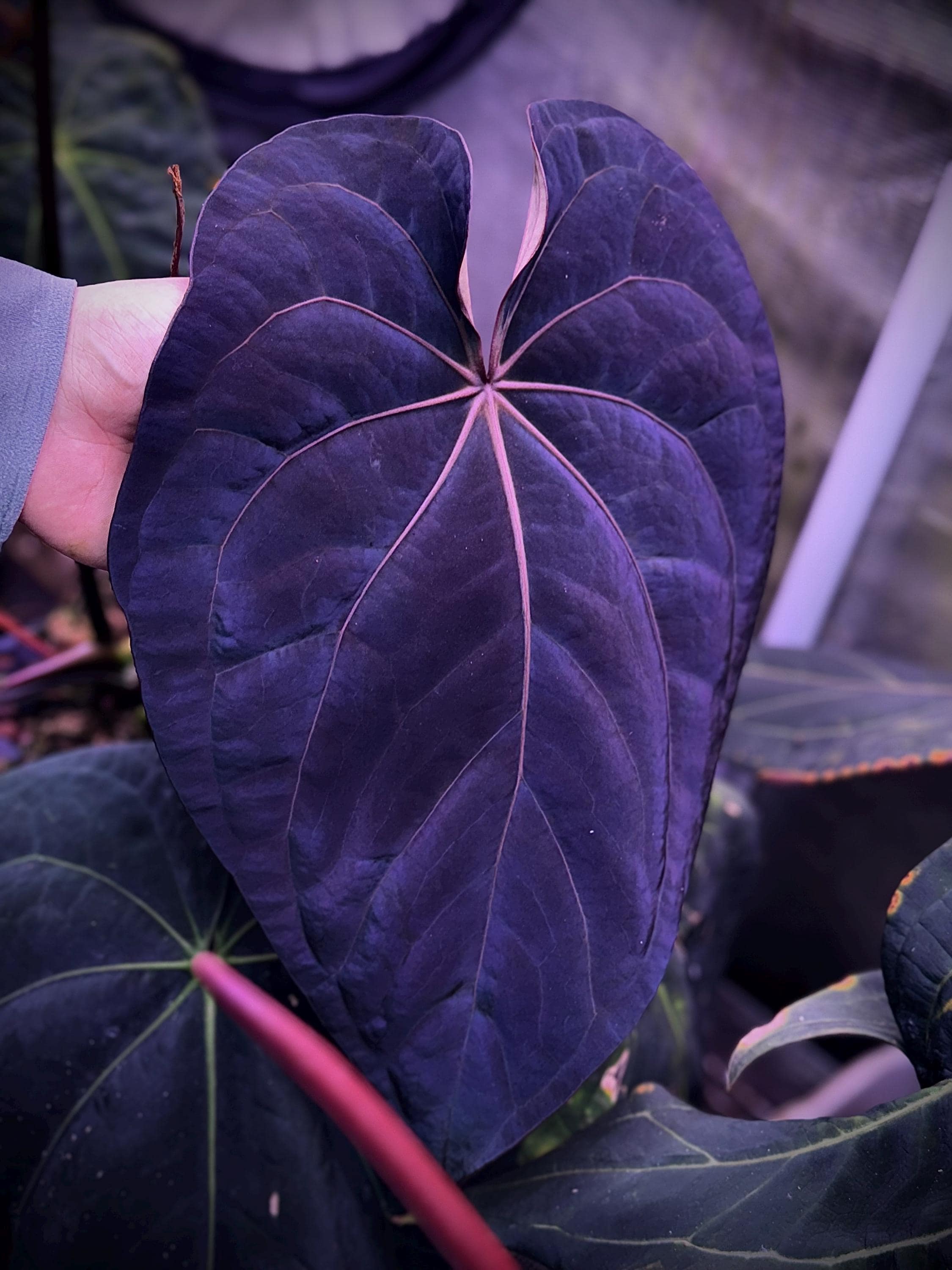 Anthurium crystallinum red - Etsy 日本 Anthurium crystallinum red - Etsy 日本