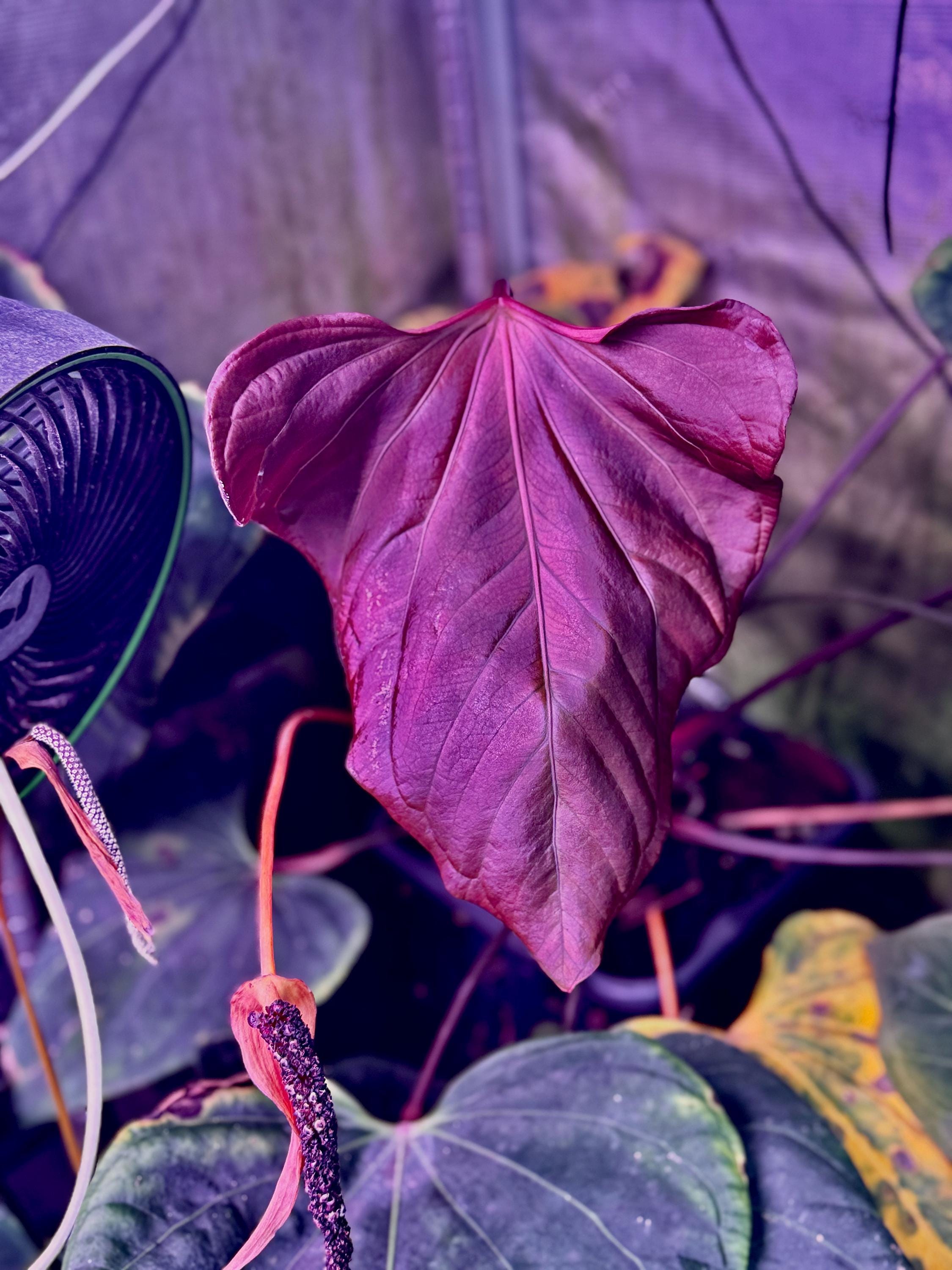 HS　Portillae Dorito (xself )by Scott① MonsteraX Marketplace | Anthurium Offset of Anthurium
