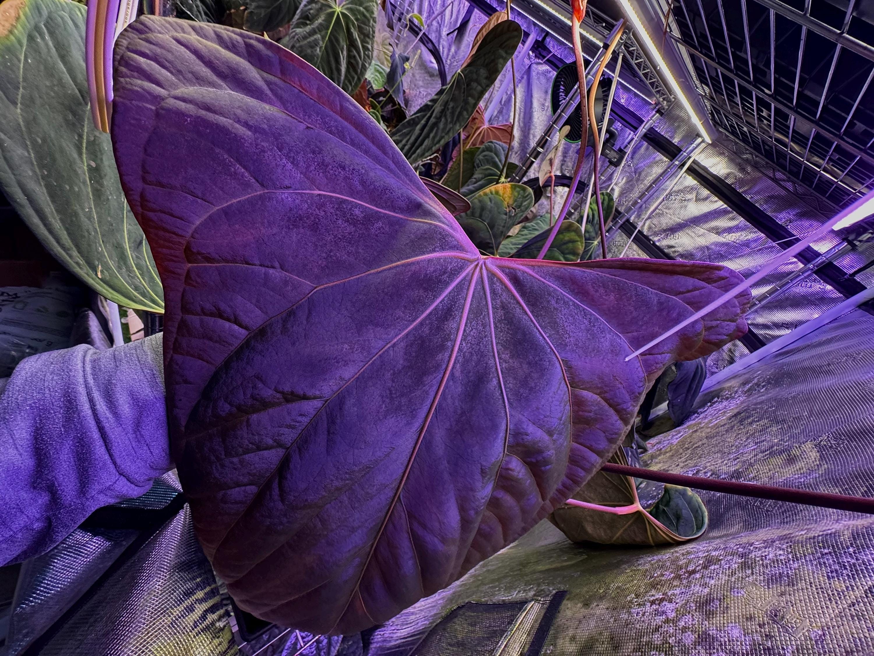 Anthurium warocqueanum x - Etsy 日本