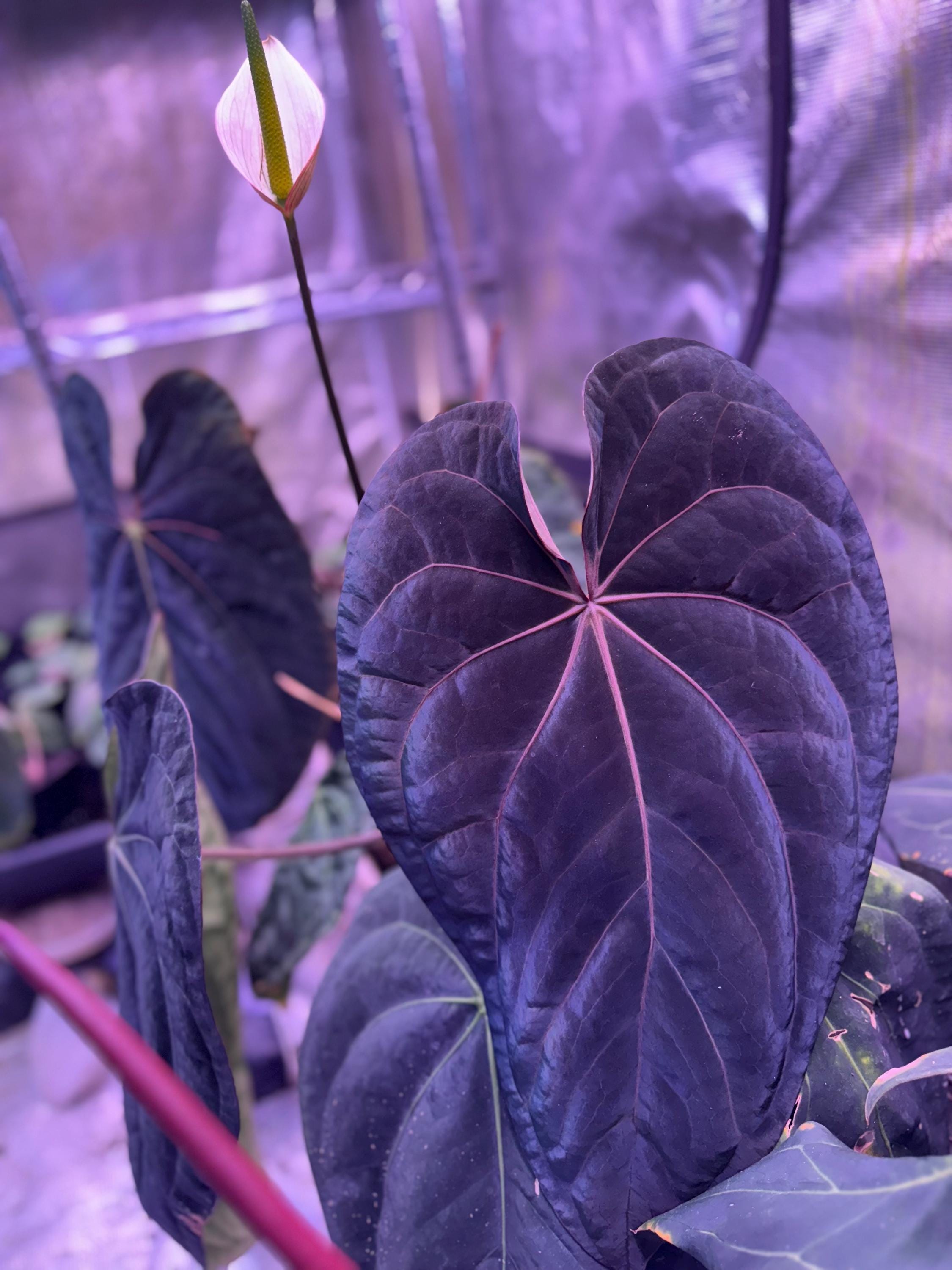 Dorito Portillae X Clone X 2-3 Leaf Seedling - Etsy