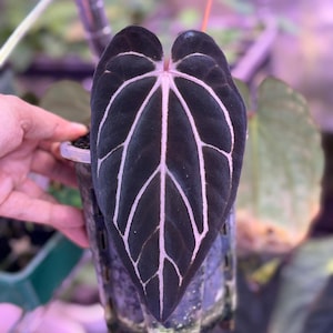 Anthurium crystallinum red - Etsy 日本 Anthurium crystallinum red - Etsy 日本