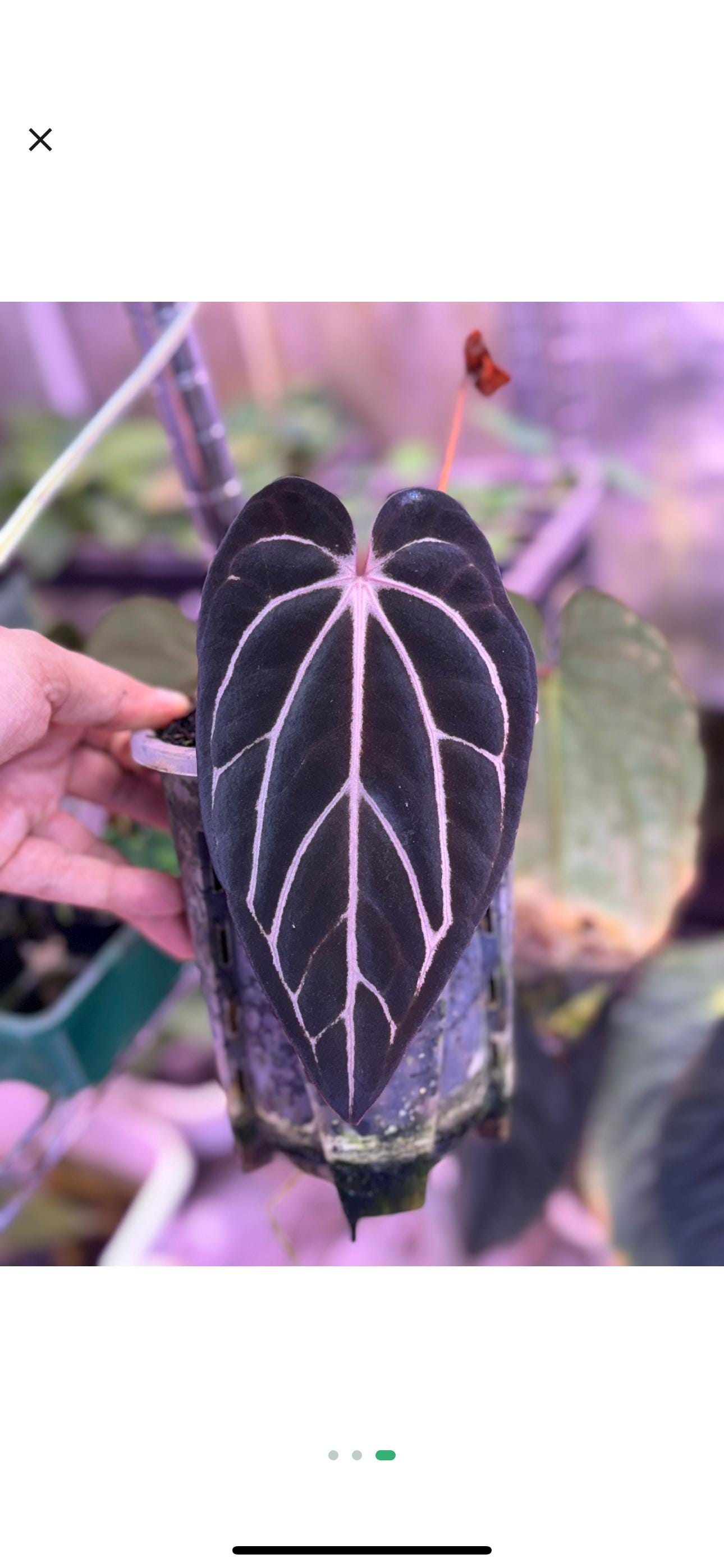 Anthurium ace of spades - Etsy 日本 Anthurium ace of spades - Etsy 日本