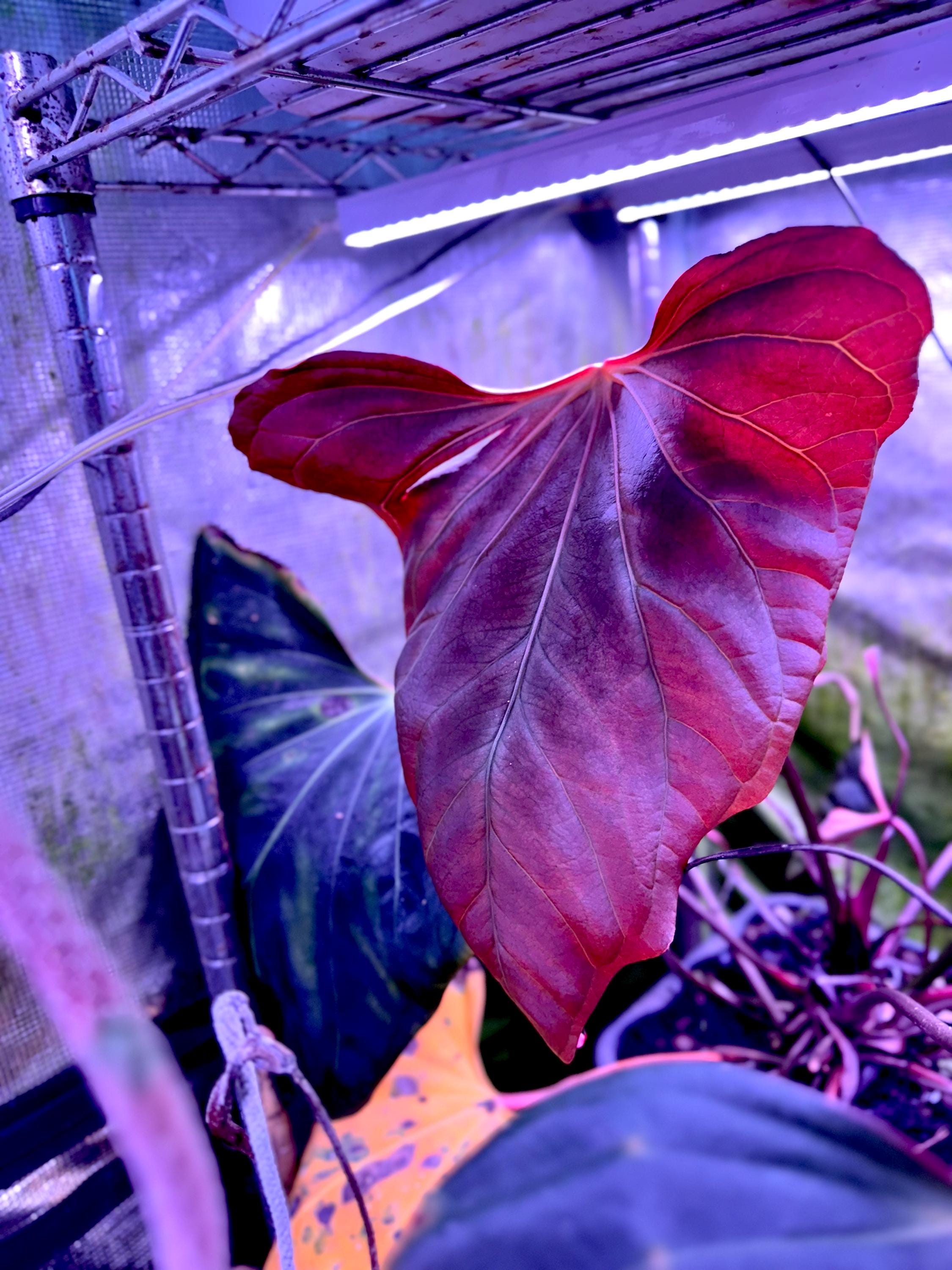 Dorito Portillae X Carlablackiae (round X GPH001) Growers