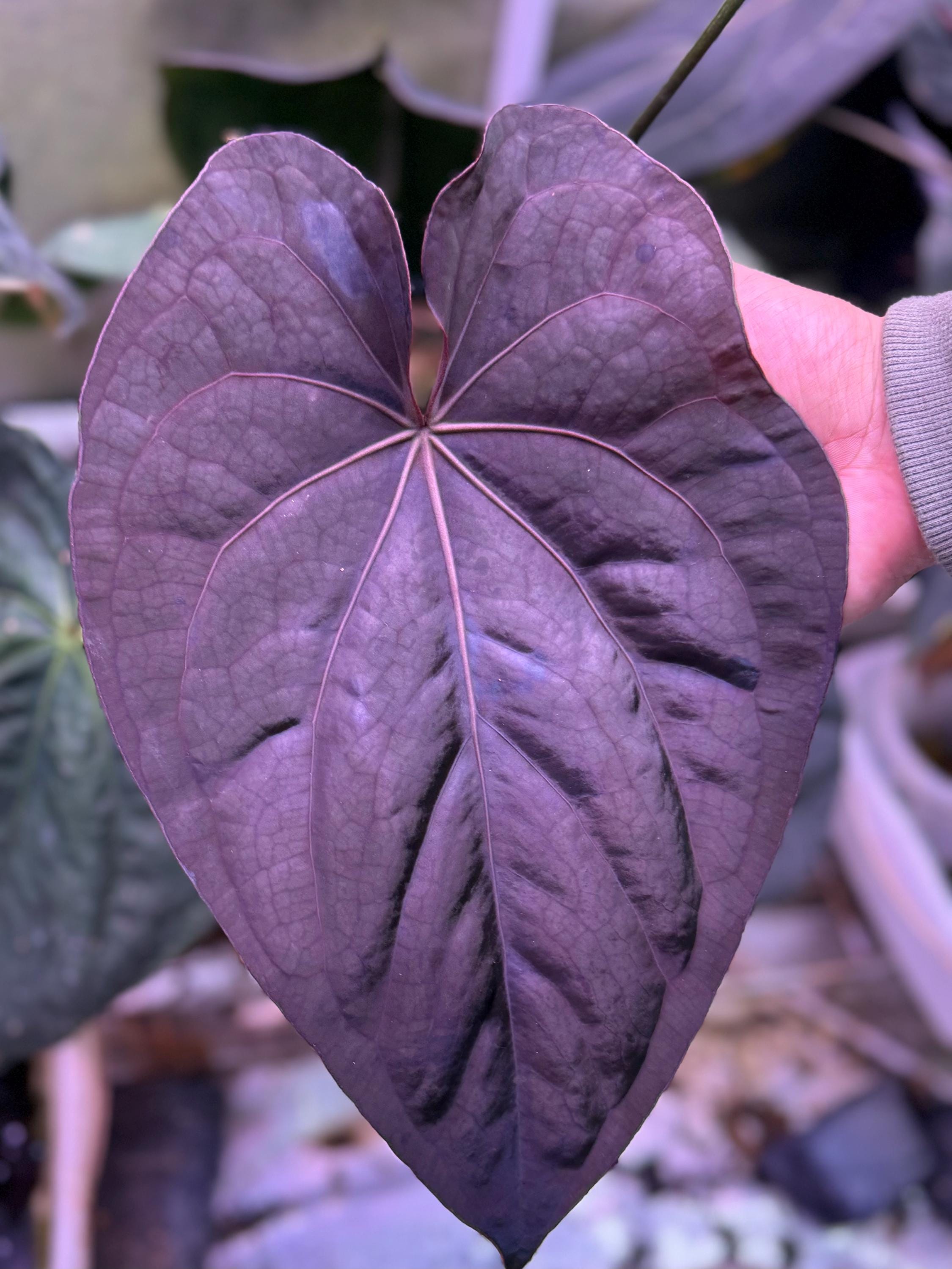 HS　Portillae Dorito (xself )by Scott① Dorito Portillae X Clone X 2-3 Leaf Seedling - Etsy