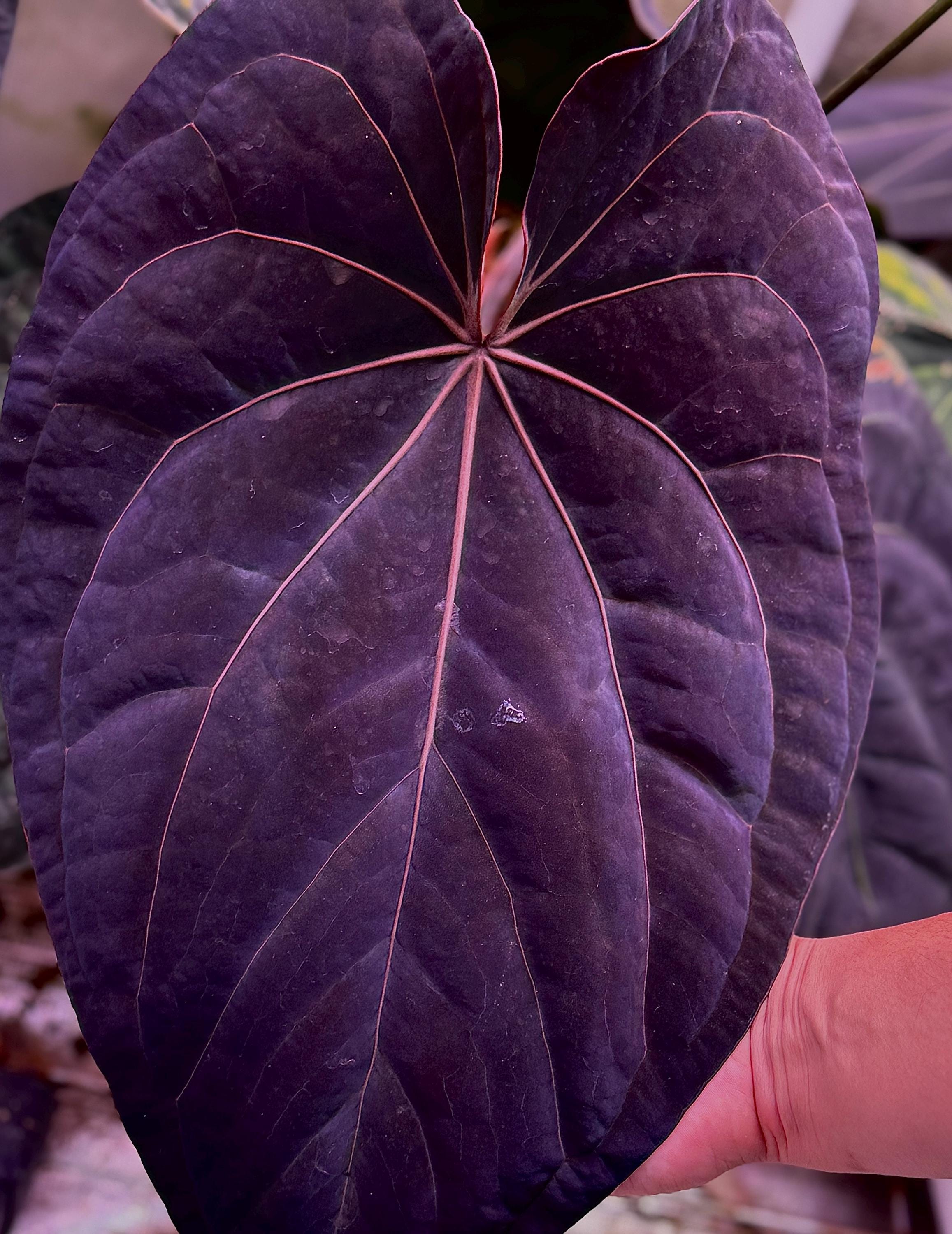 Dorito Portillae X Clone X 2-3 Leaf Seedling - Etsy