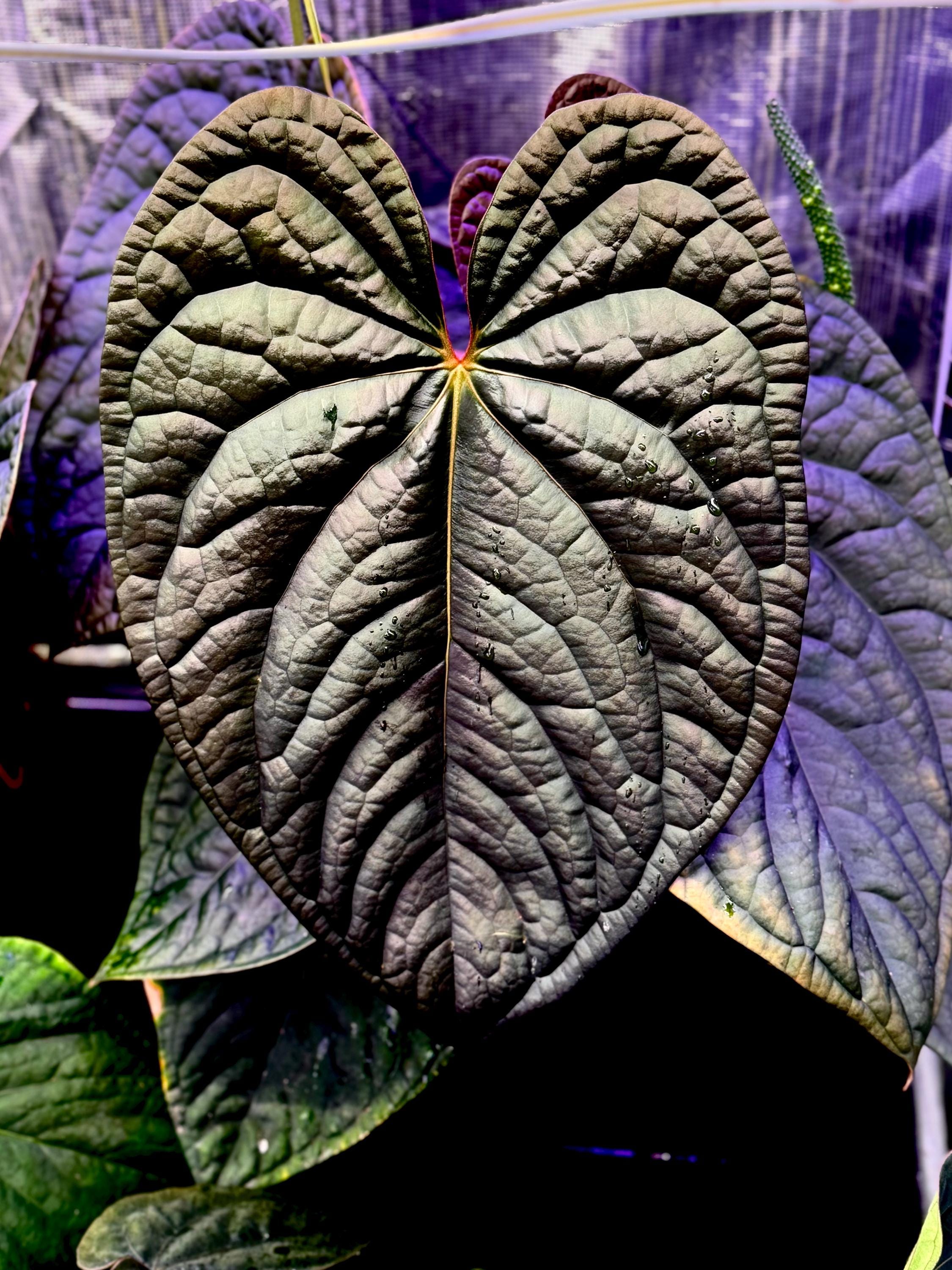 Anthurium crystallinum red - Etsy 日本 Anthurium crystallinum red - Etsy 日本