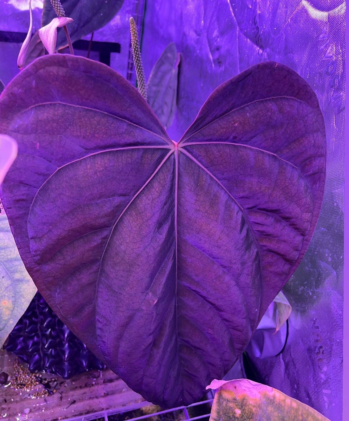 Anthurium crystallinum red - Etsy 日本 Anthurium crystallinum red - Etsy 日本