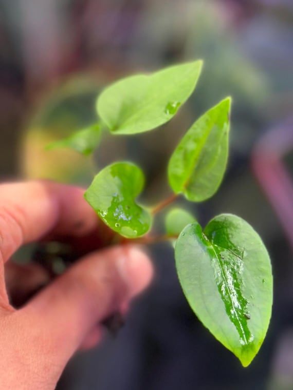 Dorito Portillae X Clone X 2-3 Leaf Seedling - Etsy