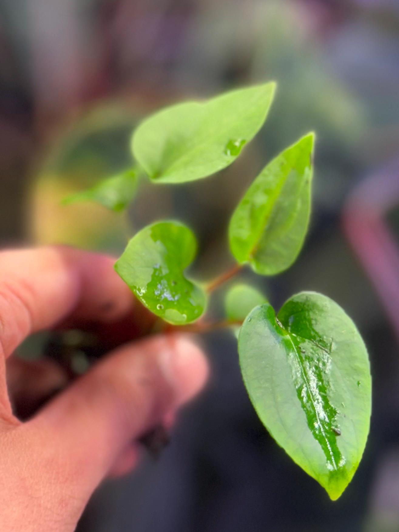 HS　Portillae Dorito (xself )by Scott① MonsteraX Marketplace | Anthurium Offset of Anthurium