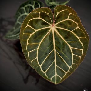 アンスリウム　ミシェル Anthurium zara x anthurium michelle - Etsy 日本