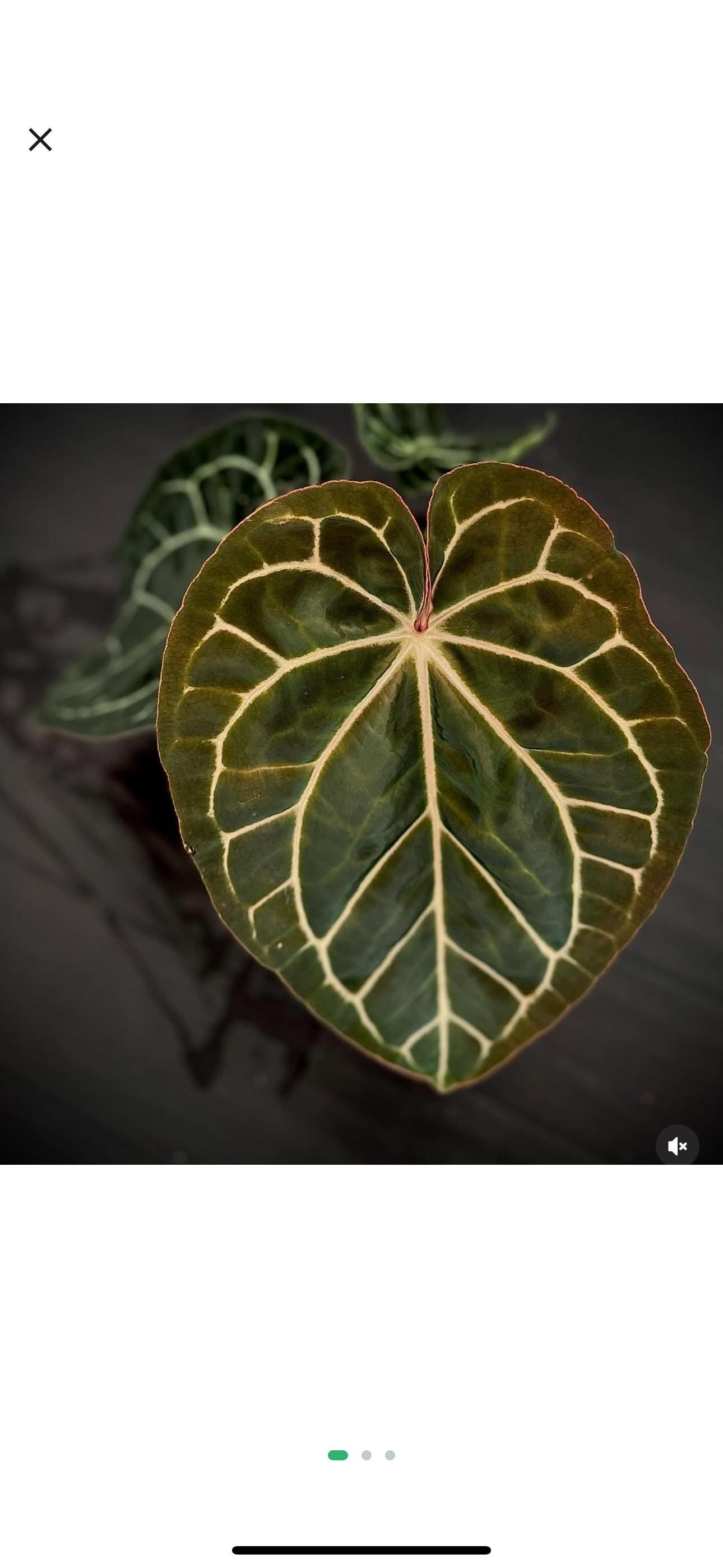 Anthurium King of Spades X Red Crystallinum - Etsy