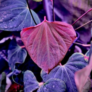 Anthurium Portillae Dorito - Etsy