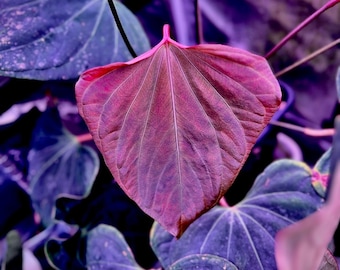 HS　Portillae Dorito (xself )by Scott① Anthurium Portillae “Dorito” from seed – Scott Cohen Plants
