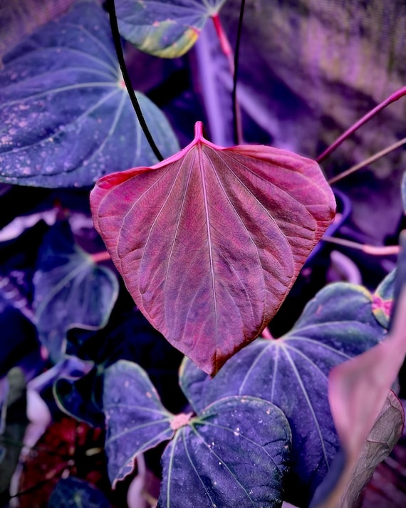 HS　Portillae Dorito (xself )by Scott① MonsteraX Marketplace | Anthurium Portillae 