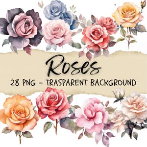 28 rosas, clipart floral, rosa polvorienta, calcomanías botánicas, pintura de flores suculentas, boda, diario de plantas