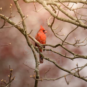 Cardinal Photograph - Red Cardinal - Bird Photos - Bird Prints - Wall Art - Digital Download - Gift - Photography