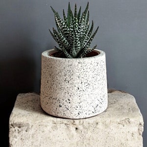 May include: A small succulent plant in a white speckled ceramic pot, sitting on a white concrete pedestal against a grey wall.