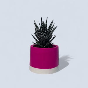A handmade white and magenta small plant pot holding a zebra plant. The plant pot tapers towards the top and the bottom features a white stripe that runs around it. The simple shape and compact size allow it to be placed anywhere and it suits various interior aesthetics from modern minimalist to farmhouse.