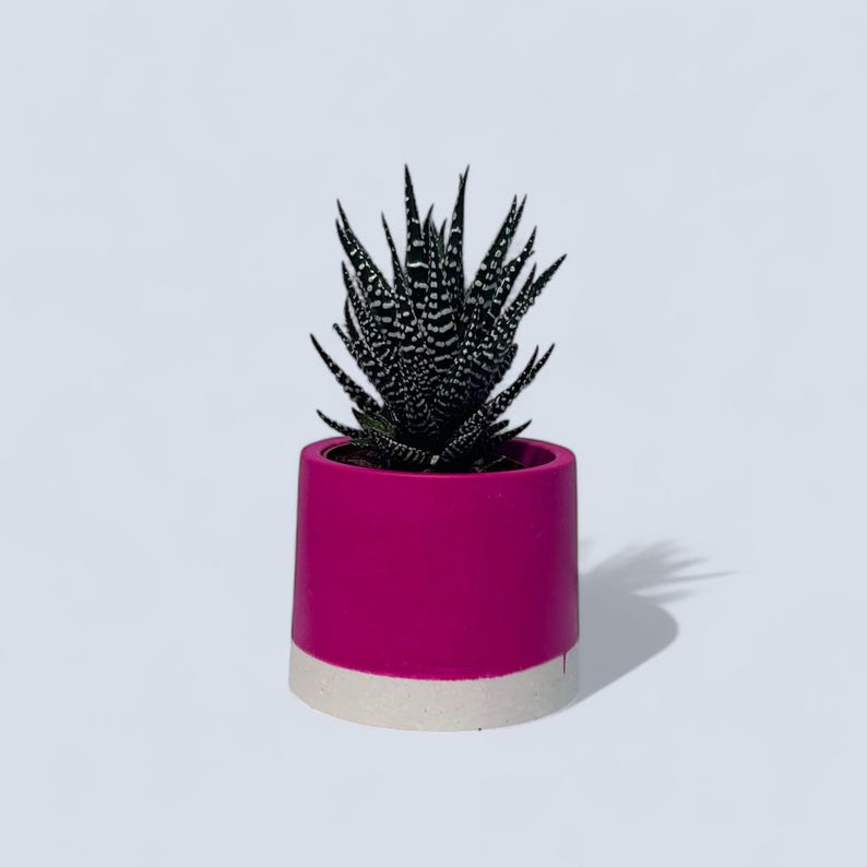 A handmade white and magenta small plant pot holding a zebra plant. The plant pot tapers towards the top and the bottom features a white stripe that runs around it. The simple shape and compact size allow it to be placed anywhere and it suits various interior aesthetics from modern minimalist to farmhouse.