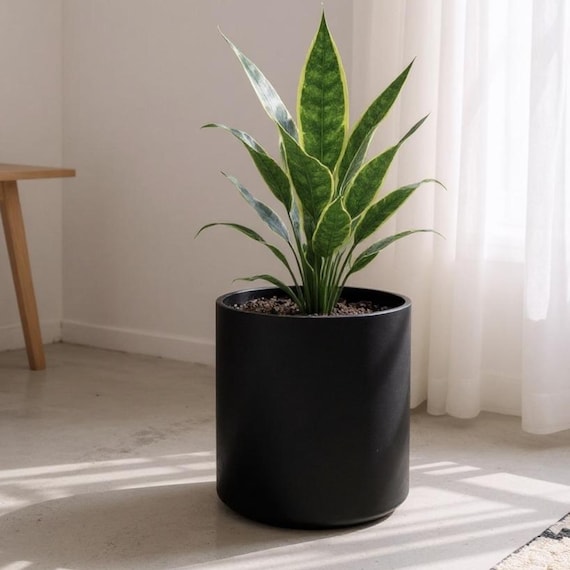 marginata indoor plant Dracaena Marginata 'Sunshine'
