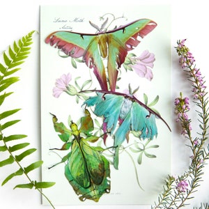 Recortes de papel de polillas y insectos de hoja de Tattered Luna, de doble cara, juego de 3