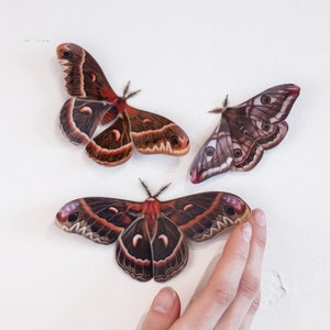 Earth-tone Realistic Paper Moth, Double-sided, Butterfly Paper-cut Decorations, Faux Moth Autumn Cecropia and Emperor Moth 3 Piece Set image 1