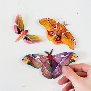 Honey Colored Realistic Paper Moths, Double-sided, Butterfly Paper-cut Decorations, Faux Moth - “Mini Atlas Moth & Bullseye” 3 Piece Set