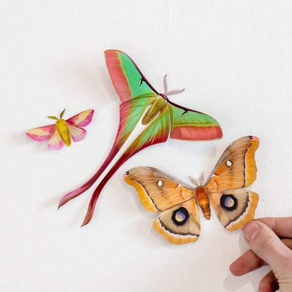 Colorful Realistic Paper Moths, Double-sided, Butterfly Paper-cuts, Polyphemus, Chinese Moon Moth, Rosy Maple Moth, 3 Piece Set