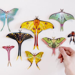 Colorful Realistic Paper Luna Moths, Double-Sided, Faux Butterfly, Paper-cut Craft Cutouts - “Faeirie-Tails” 8 Piece Set