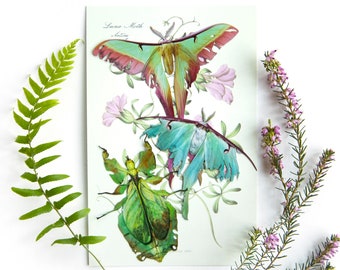 Puede incluir: Ilustración botánica de una polilla luna y un insecto hoja, con el texto "Luna Moth Satins". La obra presenta los insectos en tonos verdes, azules y rosas, sobre un fondo blanco, con ramitas de vegetación y flores.