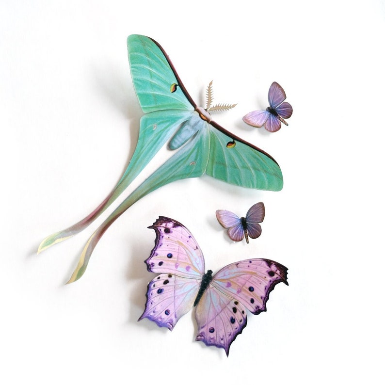 Pastel Realistic Paper Moth, Double-sided, Butterfly Paper-cut Craft Cutouts Hyacinth Dubernardi Moon Moth 4 Piece Set image 3