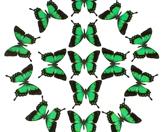 Sea-Green Swallowtail Paper Butterflies, Realistic Double-sided Print, Butterfly Decoration, Paper-cut Craft Cutouts - 15 Piece Set