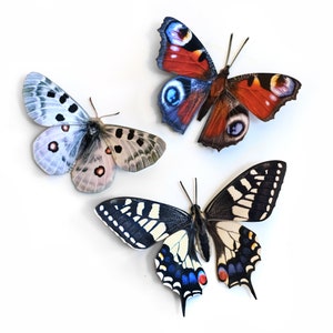 Realistic Paper Butterfly, Double-sided, Butterfly Paper-cut Craft Cutouts - &quot;Apollo&quot; - 3 Piece Set