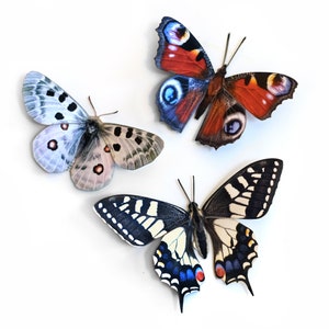 Realistic Paper Butterfly, Double-sided, Butterfly Paper-cut Craft Cutouts Apollo 3 Piece Set image 1