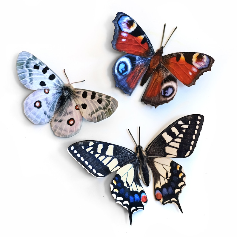 Realistic Paper Butterfly, Double-sided, Butterfly Paper-cut Craft Cutouts Apollo 3 Piece Set 画像 1