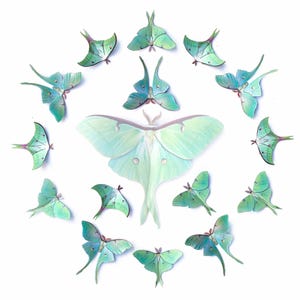 15 x papillons lunaires miniatures en papier, papillons lunaires recto-verso, papillons découpés en papier - Ensemble pop-out « Mini papillon lunaire » de 15 pièces