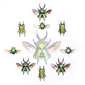 SALE - Realistic Foil Embellished Mini Paper Beetles, Double-sided, Mini Staghorn Paper-cut Craft Cutouts - "Scuttle" - 9 Piece Set