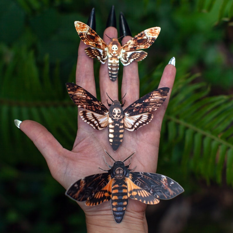 Spooky Deathshead Moths for Halloween, Realistic Double-sided, Butterfly Paper-cut Craft Cutouts Halloween 3 Piece Set image 2