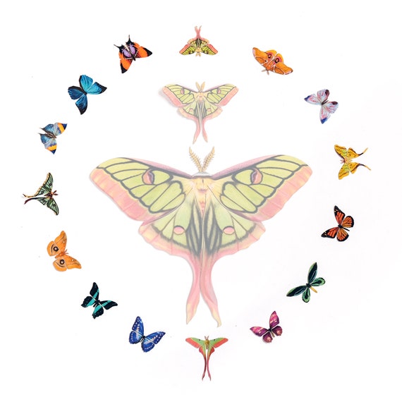 60 Micro-Papillons en Résine, Petits Papillons Miniatures Lisses Couleur Aléatoire Mini Papillons pour Bleu Vert Violet Papillon 3D pour Décorations d'Ongles Étui de Téléphone Portable 60 Micro-Papillons en Résine, Petits Papillons Miniatures Lisses Couleur Aléatoire Mini Papillons pour Bleu Vert Violet Papillon 3D pour Décorations d'Ongles Étui de Téléphone Portable