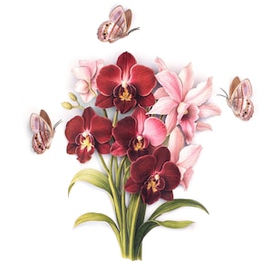 Farbenfrohe realistische Papier botanische Orchidee, doppelseitige Papierschmetterlinge - blaugraue Satyr & Boat Orchid 4-teiliges Set