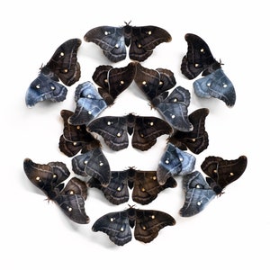 May include: A circular arrangement of 14 black and blue moths with intricate wing patterns. The moths are arranged in a circle with their wings spread out.